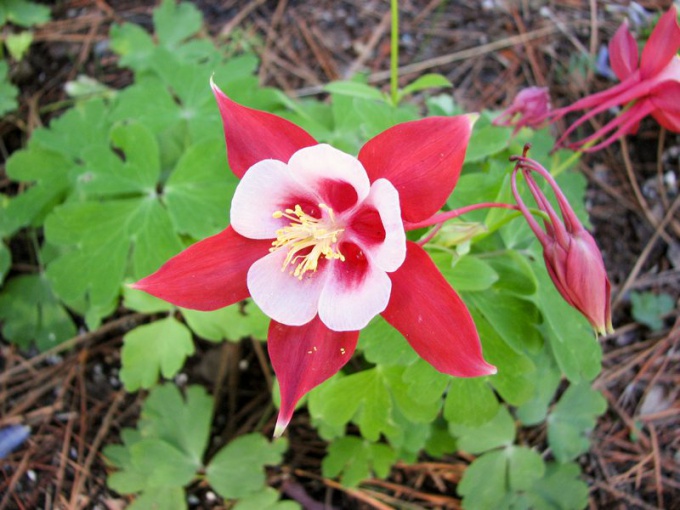 Kaip augti aquilegia