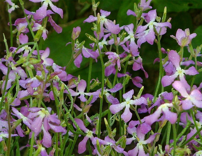 Kaip auginti mattiolį (naktį violetinę)