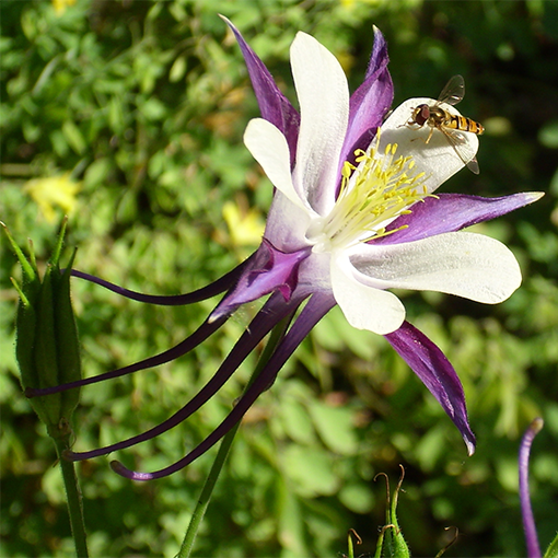 "Aquilegia": kaip auginti šį prudidinį