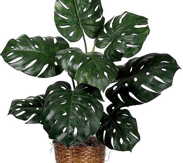 Monstera, auga paslaptys