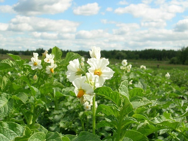 Sodinimo bulvių paruošimas