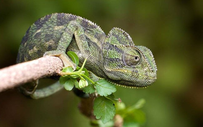 Kaip rūpintis chameleonu