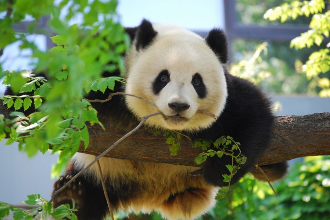 5 geriausi zoologijos sodai pasaulyje