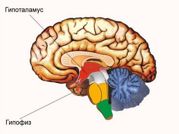 Kur yra ir ko reikia hipofizės atveju