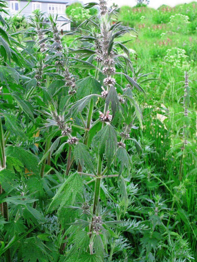 Kaip naudotis "motherwort"