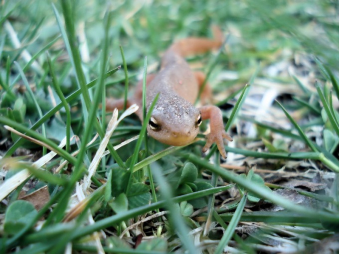 paprastas newt kaip nustatyti seksą