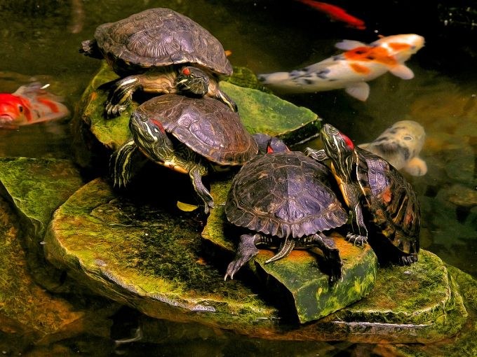 Viskas apie raudonųjų bellied vėžlius: kaip jie dauginasi