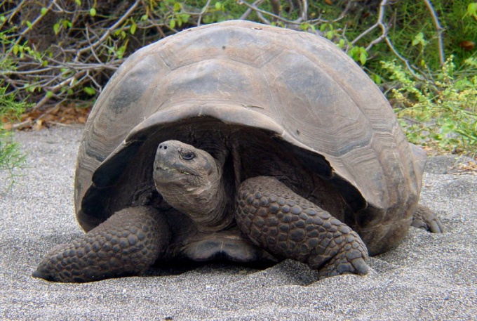 Galapagų vėžlys