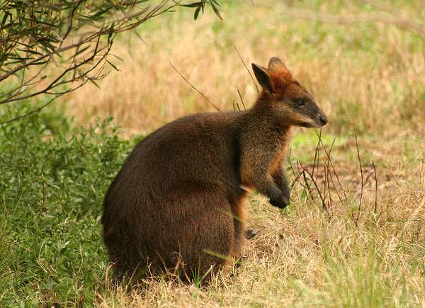 Wallaby: kai kurios rūšies savybės